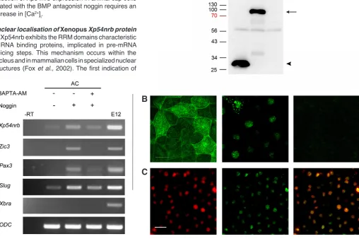 Fig. 2 (Left). Xp54nrb expression is induced by noggin and repressed by Ca2+ chelator