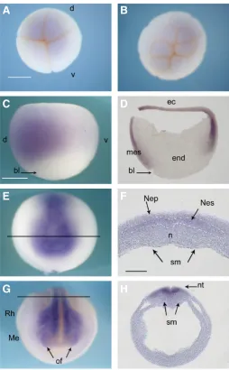 Fig. 5. Spatial distribution of Xp54nrb mRNA during Xenopus early 