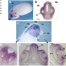 Fig. 6. Spatial distribution of Xp54nrb mRNA during Xenopus early organogenesis. Photomicrographs of whole-mounts and sections through the corresponding whole mounts for stage 23 (A, B) and stage 35 (C-F) embryos are shown
