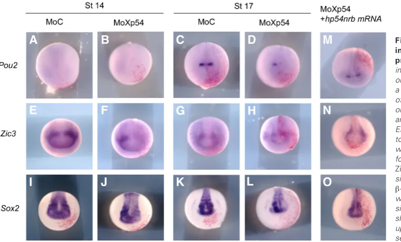 Fig. 8. Morpholino MoXp54 impairs expression pattern of proneural genes. Embryos are injected at the two-cell stage into one blastomere with either 4 ng of a control morpholino (MoC), 4 ng of Xp54nrb morpholino (MoXp54) or co-injected with 4 ng of MoXp54 a