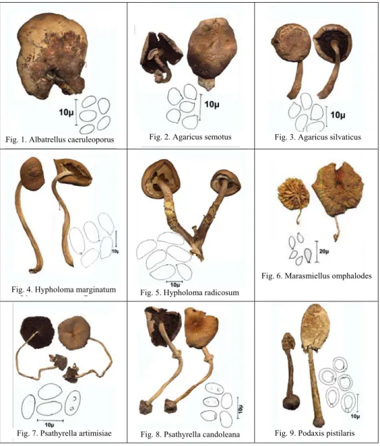Fig. 2 Edible  