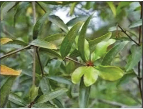 Fig. 1: Punica granatum leaves