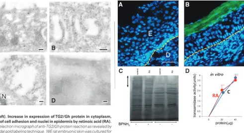 Fig. 3 �Left�. Increase in expression of TG2/Gh protein in c�toplasm, 