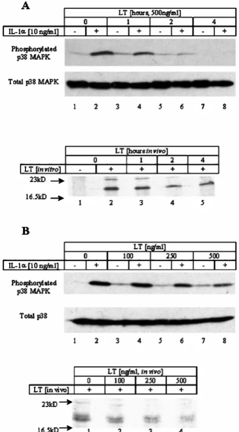 Fig. 3B, LT did not induce processing of pro-caspase 3 (CPP32),