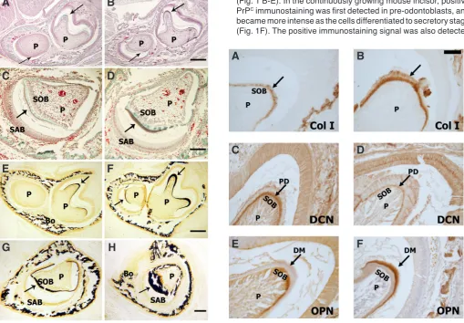 Fig. 3 (Left). Histological comparisons of newborn wtfixed, embedded, and cut into 7 (A,C,E,G) and Prnp0/0 (B,D,F,H) mouse mandibles