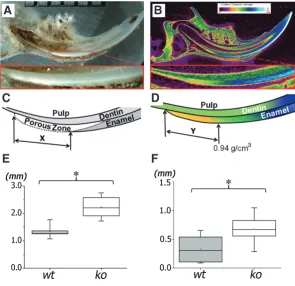 Fig. 5. Microhardness of enamel, dentin and predentin in adult mouse molars, determined by microindentation