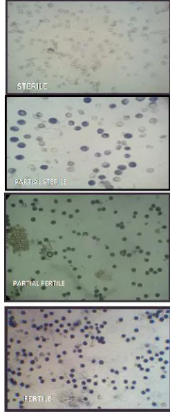 Fig. 2 Pollen and spikelet fertility of the genotypes under study 