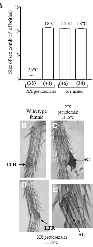 Fig. 1. Effect of the Aotra2 transgene on the somatic development of Drosophila. (A) Size (number of bristles) of the sex comb in the Aotra2 transgenic Drosophila flies