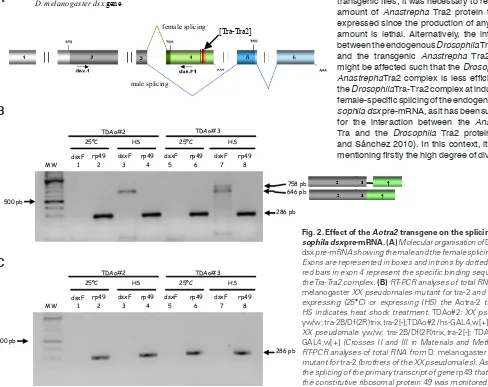 Fig. 2. Effect of the Aotra2 transgene on the splicing of Dro-sophila dsx pre-mRNA. (A) Molecular organisation of Drosophila dsx pre-mRNA showing the male and the female splicing pattern