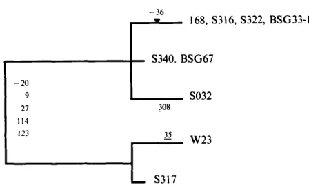 Fig. 2. Relationship among the rplX examined. Strain designations appear at the right end number of differences (the insertion is weighted equally with a amino acid replacement underlined, and the single nucleotide insertion substitution)