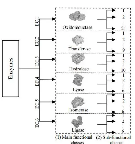Fig. 1. The hierarchical structure of enzymes consists of the main and sub-functional classes 