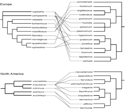 Figure 1. Parasite-host associations mapped against phylogenetic trees. Records of parasitic species of the subgenus Psithyrus (left column) breeding in colonies of host (other Bombus) species (right column) from Table I are represented by lines linking th