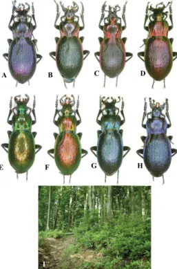 Fig. 4. Carabus (Oreocarabus) porrectangulus Géhin, 1885: A,  B: Habitus in dorsal view (A: spp., from Düzköy  Yaysalı 1700m; B: spp., from Maçka-Sumela,  Anatolie sept., ABL = 24-27mm)