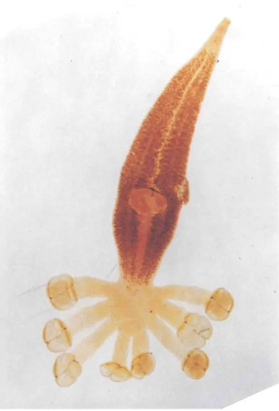 Fig. 1. Neoheteroboihritan hippoglossini sp. n.; entire specimen, ventral