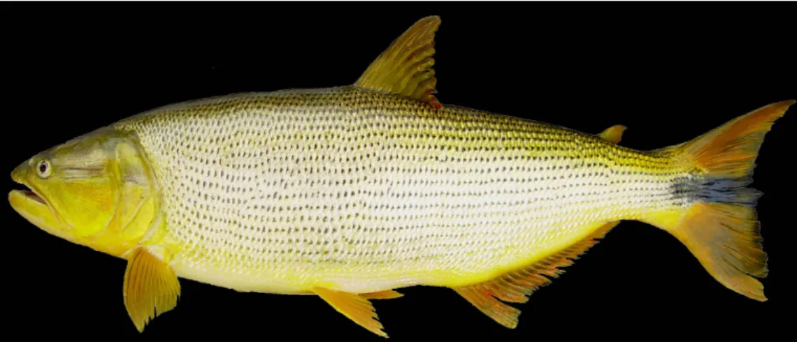 Figure 2. Specimen of the adult female Salminus brasiliensis (480 mm total length) captured in the Salto Santiago Reservoir in  January 2008 (Photograph by Vitor A