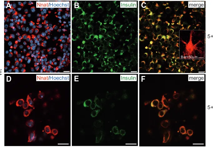 Fig. 6. Immunocytochemical analysis of neuronatin (Nnat) in wt ES-derived cells atstages 5+16 (A-C) and 5+28d (D-F).5+16d and images