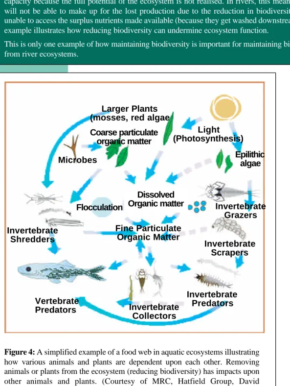 Figure 4: A simplified example of a food web in aquatic ecosystems illustrating how various animals and plants are dependent upon each other