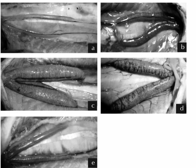 Figure 1 - Photos of ovaries of C. monoculus in different phases of development. a) Immature