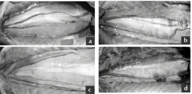 Figure 3 - Photos of the testicles of C. monoculus in different phases of development