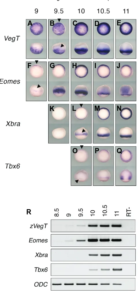 Fig. 6. Comparative gene expression patterns of the T-box genes in