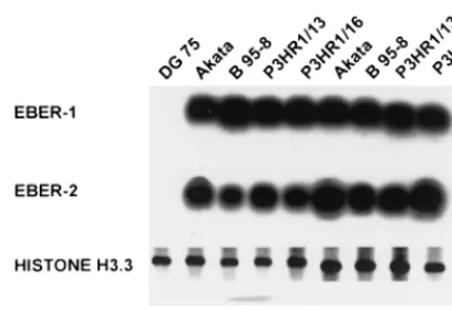 FIG. 4. Quantiﬁcation of EBER transcripts in latent and lytically infectedP3HR1/13 cells by Northern blot analysis