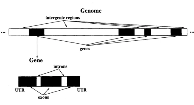 Figure 1.3:  Structure of genome and gene. 