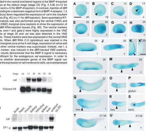 Fig. 2 (Left). Northern analysis of val in developing embryos and adult organs. Total RNA from the embryos at different stages at approximately 1.6 kb was detected in the developing embryos between st