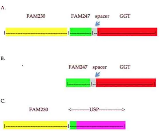 Figure 1. Schematic representation of evolutionarily conserved linked sequences with different colors depicting different sequences, as described in [8]