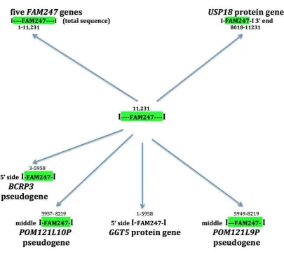 Figure 2. Protein genes, lincRNA genes and pseudogenes that stem from FAM247 sequence and contain 