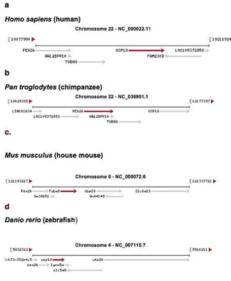 Figure 3. Genes that are adjacent to USP18 are found in different species and are shown in the gene maps