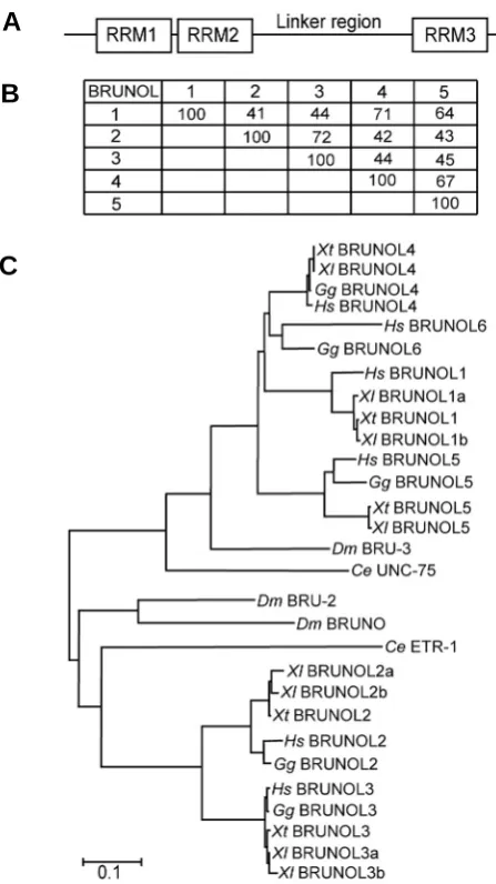 Fig. 1. Phylogenetic analysis of Xenopus BRUNOL proteins. (A) TheEU743743-EU743746. Other accession nos