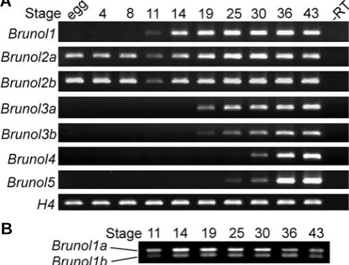 Fig. 2. Temporal expression of Xenopus Brunol genes. analysis of the developmental expression of the expression levels of egg: unfertilized egg