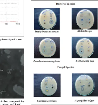 Fig. 9: Antimicrobial activity of Withania somnifera root extract