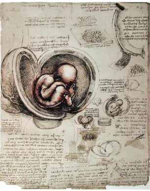 Fig. 1. The human fetus as depicted by Leonardo da Vinci, circa 1510. Shown is theinterdigitating with maternal crypts as in a ruminant (upper right portion of drawing)
