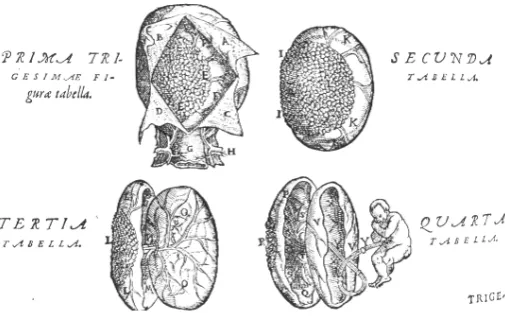 Fig. 2. The human placenta as depicted by Andreas Vesalius in De