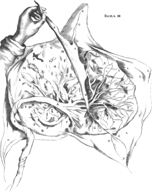 Fig. 4. The human placenta with its distribution of umbilical vessels,as illustrated by Nicolas Hoboken in 1669.