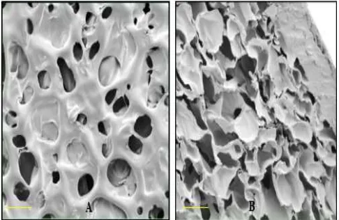 Fig. 2  SEM images of a chitosan SET. Top surface microscopic image of   the chitosan SET (A)
