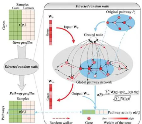 Fig. 1 Overview of directed random walk (DRW)-based method to infer pathway activity [4] 