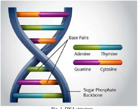 Fig. 1  DNA structure  