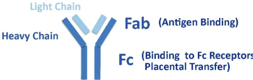 Fig. 1. Structure and functions of immunoglobulins. Immunoglobu-consists of both the light chain and a section of the heavy chain