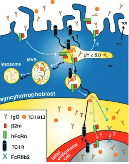 Fig. 2. Proposed mechanisms of transfer and catabolism for themacromolecules – IgG and transcobalamin II – vitamin B12.be released into the maternal circulation to bind any available free B12.exception that the synthesis of TC II does occur in the placenta