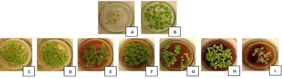 Fig. 1. Plants of Spirodela polyrrhiza L. Schleid cultivated in vitro in the presence of various concentrations of Apol-Humus, liquid media variants: Control series with standard medium „Z” (A) and tap water (B) and variants: medium „Z” + Apol-humus 0.01% 