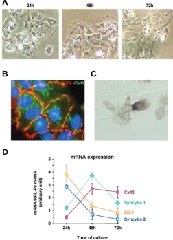 Fig. 2. Evolution of membrane protein expression during in vitromounts. days, large syncytiotrophoblast (ST) are observed with central nuclearneighboring CT