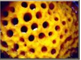 Figure 4 gestalt properties of the concept sponge 