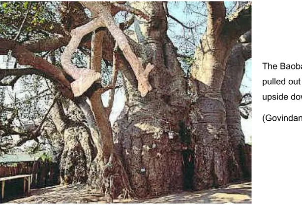 Figure 20 the Baobab tree  