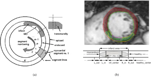 Figure 2: Schematically representation of anatomical and pathological structures as well as segment lines and segment numbering (a)