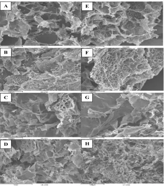 Fig. 3. Scanning electron micrographs of starch gel samples prepared from starches of developing grains of a complete triticale (AABBRR) on 16, 22, 31, and 40 DAA (A, B, C and D, respectively), and of a substituted triticale (AABBDR) on 16, 22, 31, and 40 DAA (E, F, G and H, respectively) using a magnification of 350x.