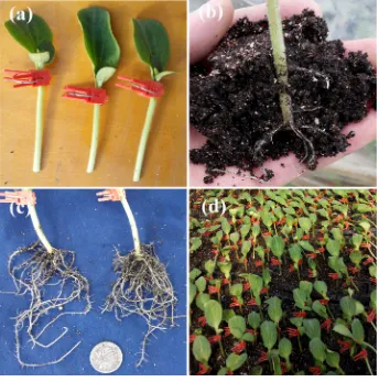 Fig. S1. Photos of the grafted plants and re-germinated roots in the experiment. (a) Grafted plants with double-root-cutting; the ‘WZ2’ root was cut and the scion was clipped together by using the tongue slide method; (b) a re-germinated root of the ‘WZ2’rootstock after 7 days; (c) a developed root of ‘WZ2’ after 15 days; (d) a view of the grafted seedlings inserted in the substrate.