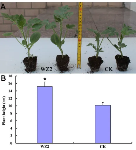 Fig. 3. Photo of root growth, length and dry weight in the ‘WZ2’grafted plant and control treatment