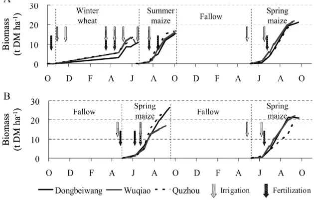 Fig. 3. Biomass accumulation in the cropping system three harvests in two years (winter  wheat and summer maize in the first year and only spring maize in the second year) [A] 